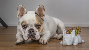 The story behind the Lazy French Bulldog Planter