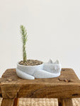 Cat Planter for Cactus - Sleepy