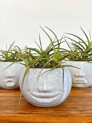 Funny Face Planter Smiling